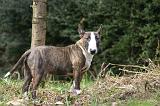 BULL TERRIER MINIATURE 268